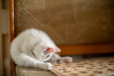 Oyuncak beyaz bir kedi, odadaki yumuşak, rahat bir halıda etrafını keşfederken tuhaf bir şekilde etrafı seyrediyor.