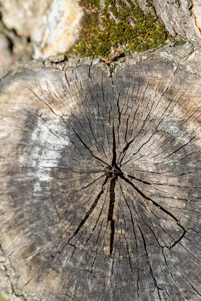 Karmaşık desenler ve bir ağacın eşsiz dokuları yaşını ve doğal güzelliğini güzel bir şekilde gösteriyor.