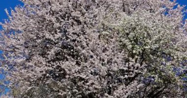 Pembe ve beyaz çiçek kümeleriyle parlayan göz kamaştırıcı bir ağaç, güzel bir şekilde mavi gökyüzüne karşı dizilmiş.