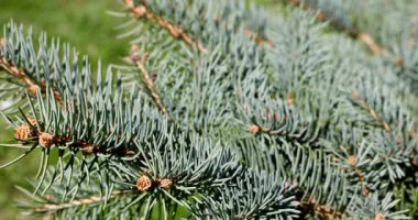 İnce koni ve dokularla birlikte canlı mavimsi iğneler gösteren bir çam ağacı dalının ayrıntılı görüntüsü
