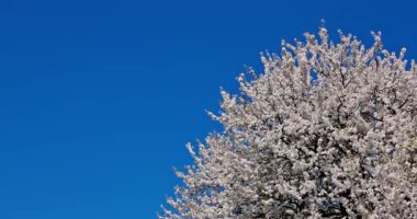 Büyüleyici beyaz çiçekli bir ağaç yüksekte duruyor ve yukarıdaki parlak mavi gökyüzü ile güzel bir tezat oluşturuyor