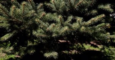 Yoğun yeşil yapraklı canlı bir ağaç. Güneş ışığı altında doğanın harikalarını güzel bir şekilde sergiliyor.