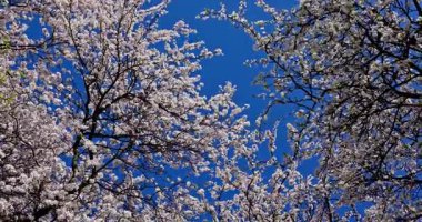 Göz kamaştırıcı bir kiraz ağacı manzarası var. Canlı mavi bir gökyüzünün altında güzel bir çiçek açıyor.