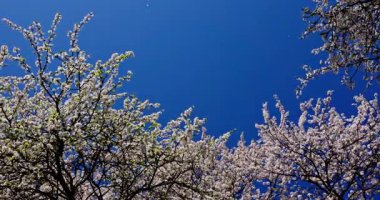 Dalgalı mavi gökyüzüne karşı çiçek açan ağaçların sakin manzarası yayların özünü yakalıyor güzellik.