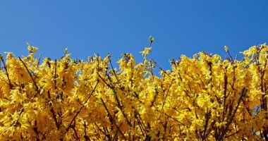 Parlak sarı çiçeklerin göz kamaştırıcı ve canlı bir görüntüsü berrak mavi gökyüzünün altında güzel bir şekilde çiçek açıyor.