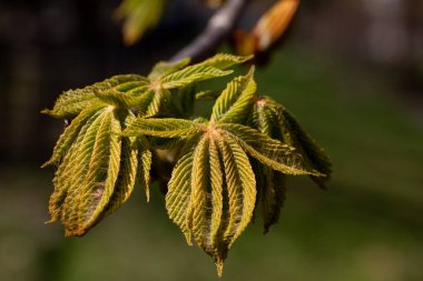 Bahar mevsiminin güzelliğini canlı ve taze filizlenen yaprakların yakın plan görüntüsü.