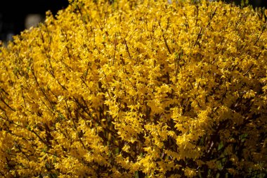 Doğal güzelliklerle dolu canlı ve canlı bir sahne yaratan çarpıcı bir sarı çiçek gösterisi..