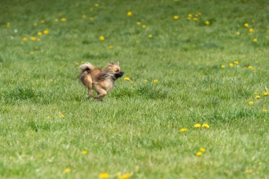 Neşeli ve neşeli bir köpek yavrusu neşeyle yeşil bir tarlada koşar.