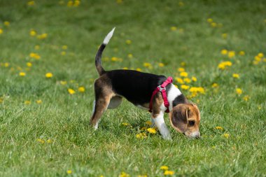 Meraklı bir av köpeği neşeyle etrafı karahindiba ile kaplı geniş çimenli bir araziyi keşfediyor.