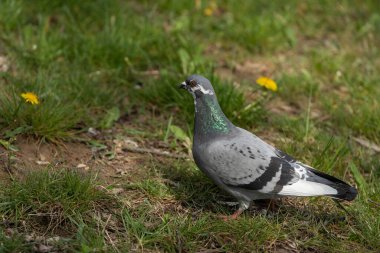 Çiçek açan karahindibalarla çevrili, yemyeşil çimlerde bir güvercin, şehir yaban hayatını gözler önüne seriyor.