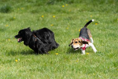 İnanılmaz derecede mutlu iki köpek güneşli bir günün altında canlı yeşil bir tarlada neşeli bir şekilde koşuyor.