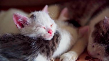 Sevimli kedi yavrularının huzur içinde dinlenip şirinliklerini ve dostluklarını sergiledikleri hoş bir sahne.