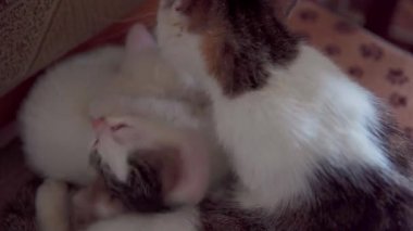 Sevimli küçük kediler birbirlerine sokuluyorlar birbirlerine karşı samimiyetlerini ve derin sevgilerini sergiliyorlar.