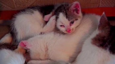 Sevimli ve sevimli kedi yavruları sıcak ve yumuşak bir ortamda birbirlerine sarılıyorlar.