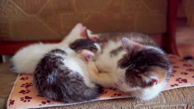 Bir grup sevimli kedi yavrusu, rahat bir ortamda sıcaklığı ve sükuneti yayarak birlikte uyur.