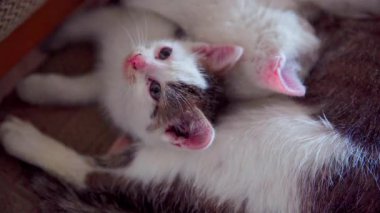 Sevimli ve sevimli iki kedi yavrusu birbirlerine sokulup şakacı ve sevecen doğalarını sergiliyorlar.