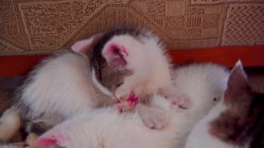 Sevimli kedi yavruları sevimli ve eğlenceli bir şekilde tımar edilir. İnanılmaz şirin etkileşimlerini sergilerler.