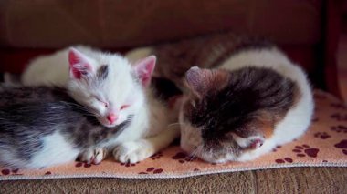 İnanılmaz derecede sevimli iki kedi yavrusu, rahat bir ortamda sevimli özelliklerini sergileyerek huzur içinde uyuyorlar.