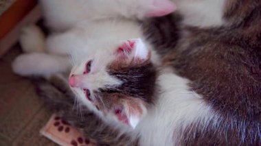 Hoş bir an, güzel bir şekilde çekildi. Oyuncak kedi yavruları uzanıyorlar ve sarılıyorlar.