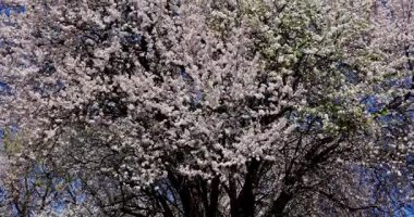 Çiçek açan bir ağacın nefes kesici manzarası baharın gerçek güzelliğini gözler önüne seriyor.