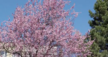 Parlak mavi gökyüzünün altında açan canlı bir kiraz ağacı baharın gelişini işaret ediyor..