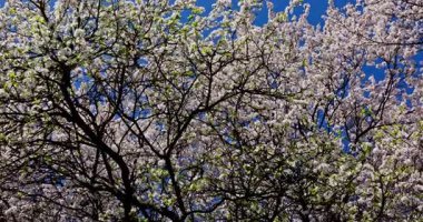 Güzel canlı bir kiraz ağacı, parlak mavi gökyüzüne karşı narin beyaz çiçeklerle çiçek açıyor.