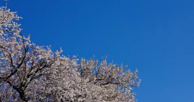 Çiçek açmış çarpıcı bir ağaç canlı, berrak mavi gökyüzüne karşı parlak bir tezat sergiliyor.