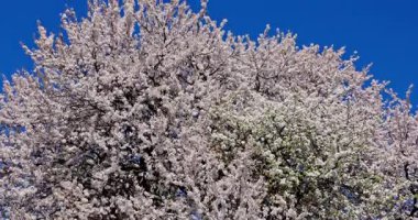 Güzel bir ağaç canlı çiçeklerle süslenir, ilkbahar güzelliğinin cazibesini sergiler.