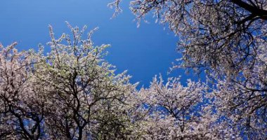 İlkbaharda parlak mavi bir gökyüzüne karşı mükemmel çerçevelenmiş büyüleyici güzel bir çiçek açan ağaç manzarası.