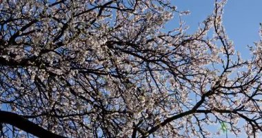 Parlak mavi gökyüzüne karşı çerçevelenmiş, büyüleyici dalların büyüleyici görüntüsü, büyüleyici doğalar.