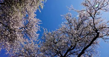 Parlak mavi bir gökyüzü tarafından çerçevelenmiş, güzel bir baharın özünü yansıtan ağaçların resimsel görüntüsü.