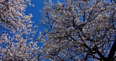 Parlak mavi gökyüzünün altında çiçek açan dalların sakin manzarası, baharın canlı renklerini gözler önüne seriyor.