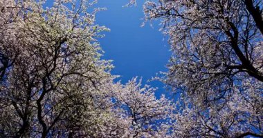 Çiçek açan ağaçların huzurlu ve huzurlu manzarası canlı mavi gökyüzüne karşı güzelce çerçevelenmiş.