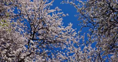 Narin çiçeklerle dolup taşan güzel ağaçlar parlak ve berrak mavi gökyüzünün altında usulca dans eder.