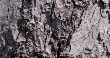 Ağaç kabuğunun çeşitli ve büyüleyici dokularını keşfedin, gösterişli doğaları karmaşık ve canlı desenleri ve renkleri