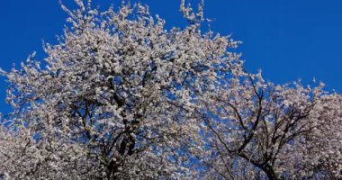 Büyüleyici ağaçların çiçekleri parlak mavi gökyüzünün altında büyür, baharın ihtişamını güzel bir şekilde yakalar.