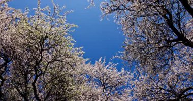 Göz kamaştırıcı bir manzara canlı, berrak bir mavi gökyüzünün altında çiçek açan ağaçlar, ilkbaharda ilham almak için ideal.