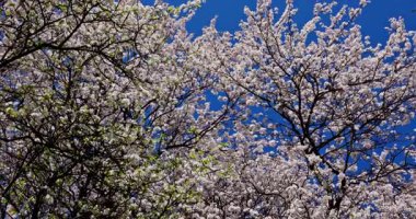 Göz kamaştırıcı kiraz çiçekleri çiçek açmış, canlı mavi gökyüzünün arka planına kurulmuş, güzelliklerini arttıran.