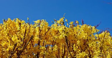 Parlak sarı çiçekli bir çalı, açık mavi bir gökyüzü arkaplanına karşı güzel duruyor, doğa tasvirleri için ideal.