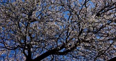 Güzel ağaç dalları canlı çiçeklerle kaplıdır. Yukarıdaki parlak mavi gökyüzüne hafifçe salınırlar.