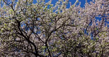Göz kamaştırıcı kiraz çiçekleri ve taze yeşil yapraklar parlak bir bahar gökyüzünün altında muhteşem bir şekilde serpilir.