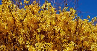 Parlak sarı çiçeklerin göz kamaştırıcı ve canlı bir görüntüsü berrak mavi gökyüzüne karşı çiçek açıyor, gerçekten büyüleyici.