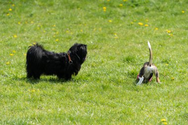 Ilık ve güneşli bir günün keyfini çıkaran iki mutlu köpek renkli çiçeklerle dolu canlı yeşil bir tarlada