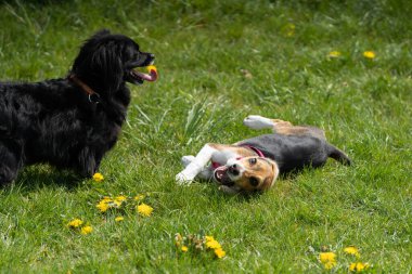 İki neşeli ve enerjik köpek, karahindiba dolu çimenli bir tarlada neşeli ve güneşli bir günün tadını çıkarıyorlar.