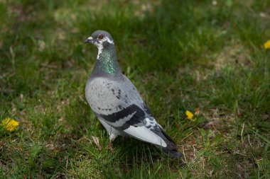 Serene parkının yemyeşil çimlerinde zarif bir şekilde duran bir güvercinin çarpıcı ve büyüleyici görüntüsü.