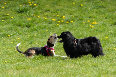 Güneşli bir günde, iki neşeli köpek neşe içinde karahindiba dolu yemyeşil bir tarlada gülüyorlar.