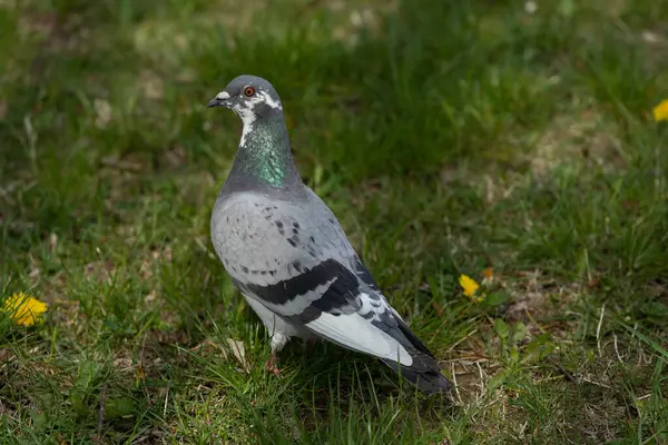 Serene parkının yemyeşil çimlerinde zarif bir şekilde duran bir güvercinin çarpıcı ve büyüleyici görüntüsü.