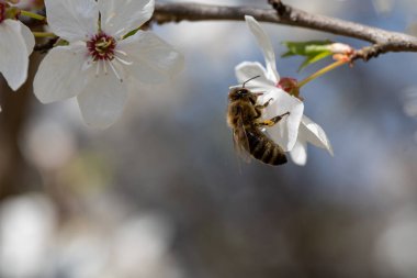 Kiraz çiçeklerinden polen toplayarak baharın canlı güzelliğini vurgulayan meşgul bir arıya yakın plan.
