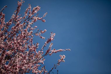 Çiçek açmış bir kiraz ağacının göz kamaştırıcı yakın çekimi canlı mavi gökyüzüne karşı narin pembe çiçekler sergiliyor..
