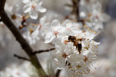 Bal arıları aktif olarak vızıldıyor, bahar boyunca güzel, narin kiraz çiçeklerini tozluyorlar.